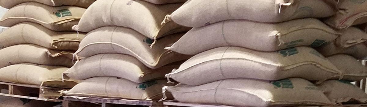 Unroasted Green Coffee