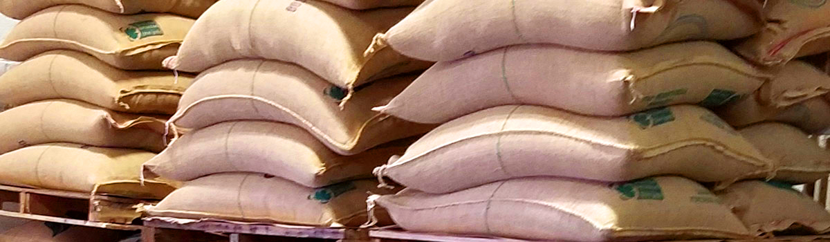 Unroasted Green Coffee