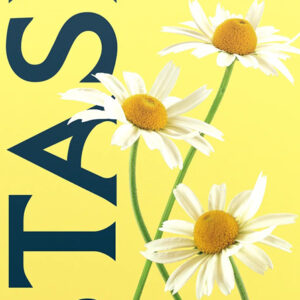 Stash Soothing Chamomile Herbal Tea Bags